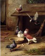 unknow artist Pigeons 194 china oil painting artist
